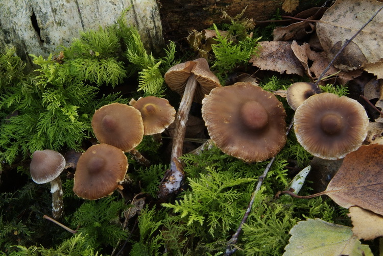 Paarse pelargoniumgordijnzwam - Cortinarius paleifer